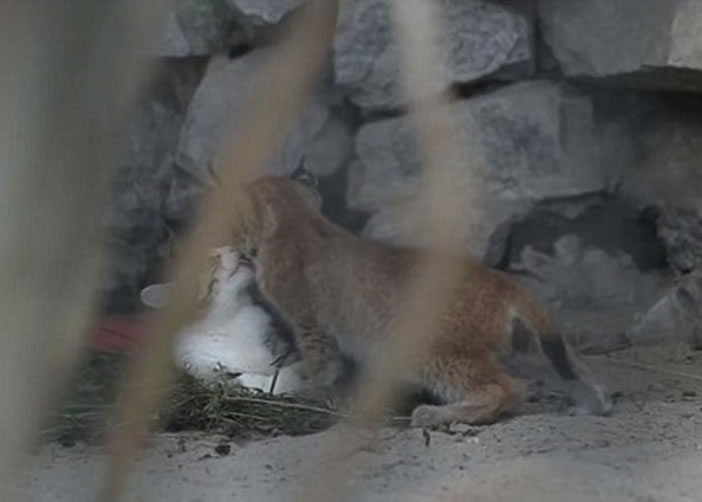 ��ֻ��ͬ�����è�ദ�ǳ���Ǣ