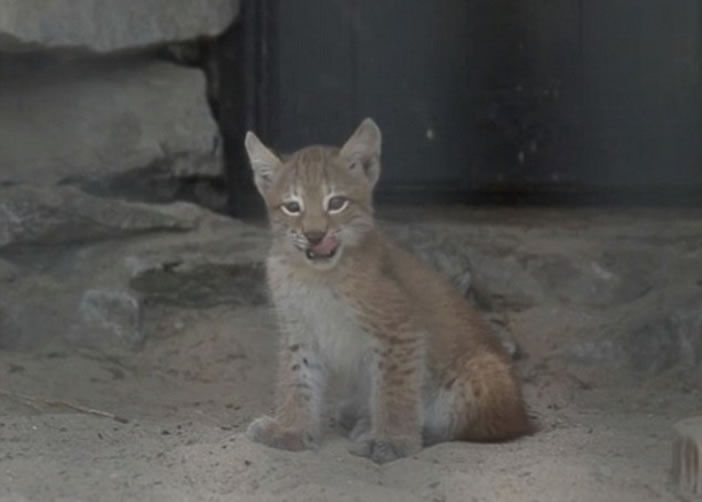 Сɽè�ǳ��ɰ�