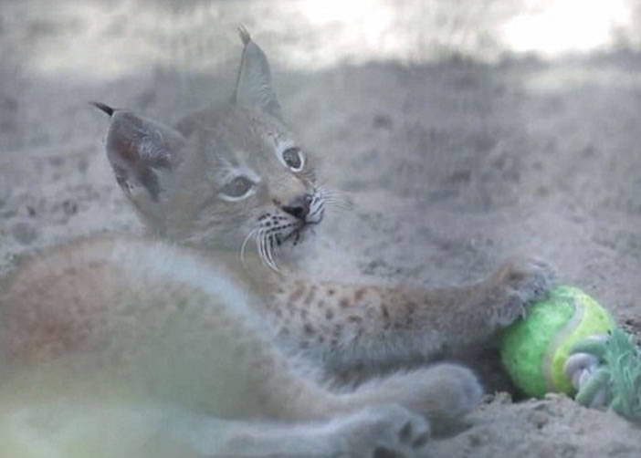 �ڼ�è��ĸ�չ��£�Сɽè��߳���