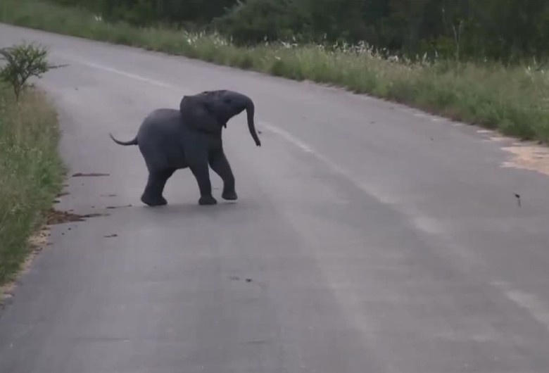 小象看见低飞的鸟群,兴致勃勃追上前。