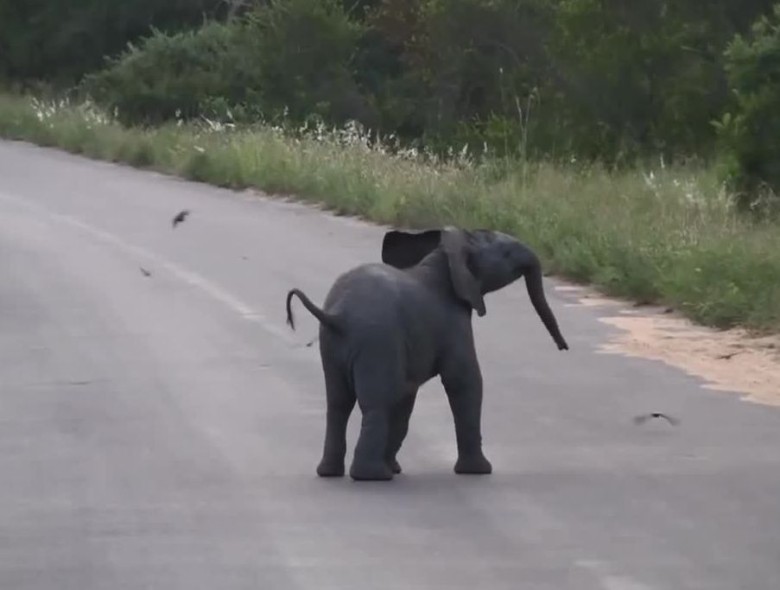 鸟群飞走躲避小象,小象大感无奈。