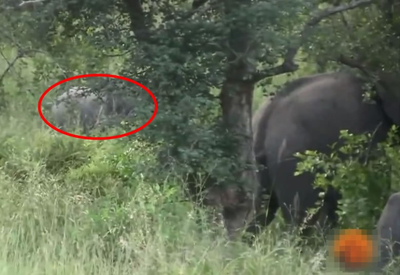 小象败兴走回母象身边