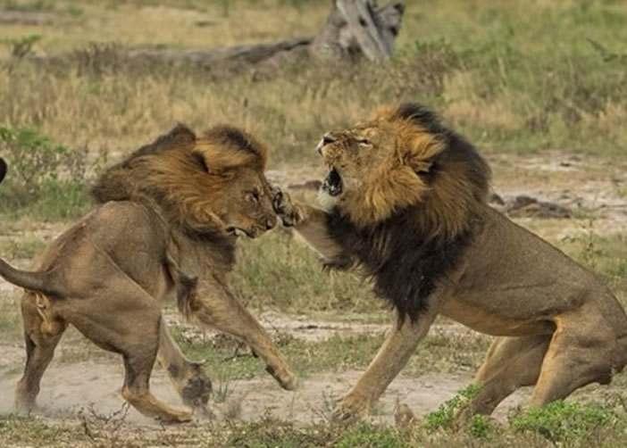 ���������ң���������ɱ��ͼΪ����ǰ�����ƣ��󣩴򶷵������