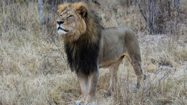 ʨ��Cecil֮���������ڹ�ע