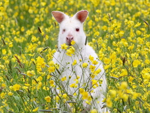 Ӣ���������Ŀ���䷢�ְ׻�����