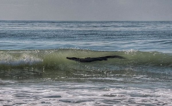 美国南卡罗来纳州波利斯岛男子冲浪目击海中大鳄鱼