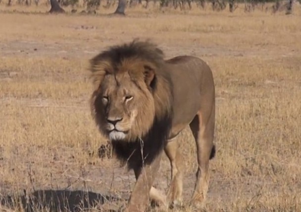 ����ʨ����������ǰ����ɱ