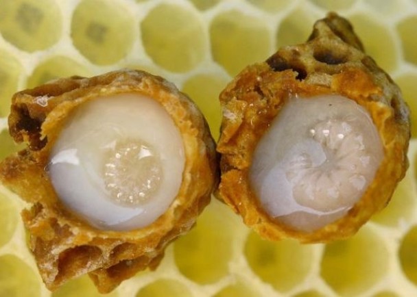 蜂后所食用的蜂王浆中一般含细菌等病原体
