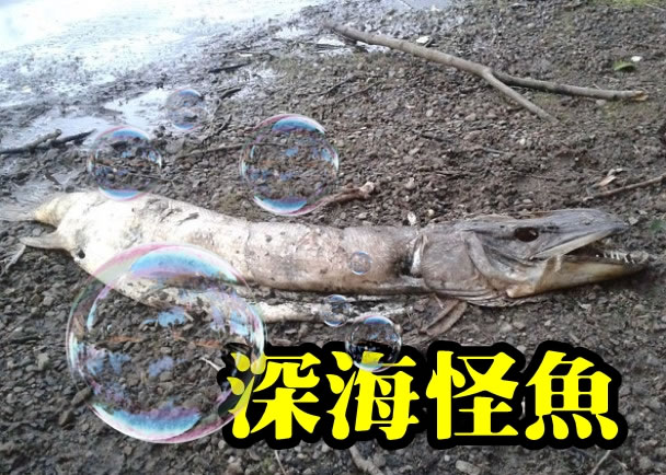 Ӣ�������֡�ˮ�֡�ʬ�� ��5��������