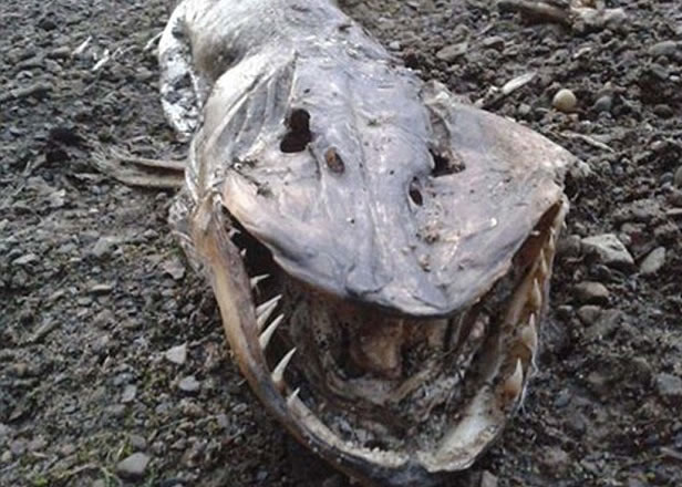 ������Ϊ���ǹ���ʬ��