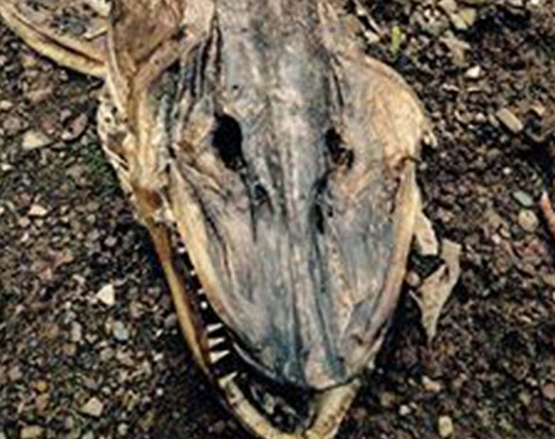 32�������Ա������˵������Ů������ʱ������ֻ����ʬ�壬�е�ʮ�ֳԾ���