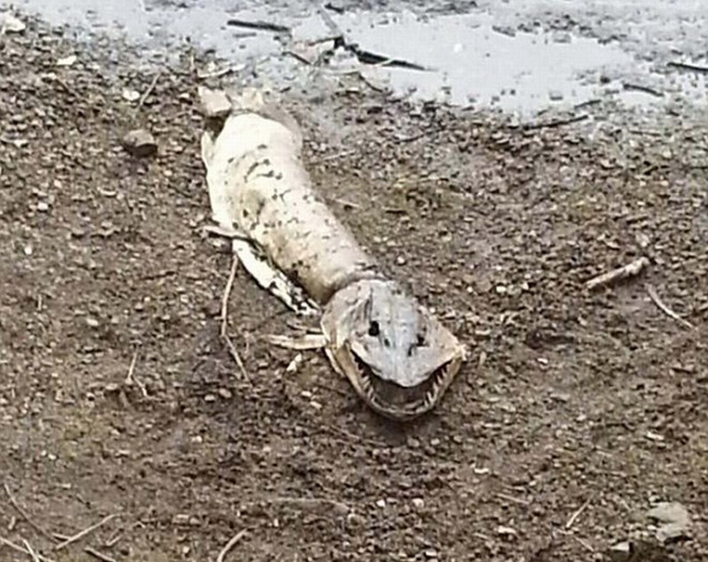 ������˹��������˹��640����Զ���ܶ��˹�����ֻ���޵��峤����1.5�ס�