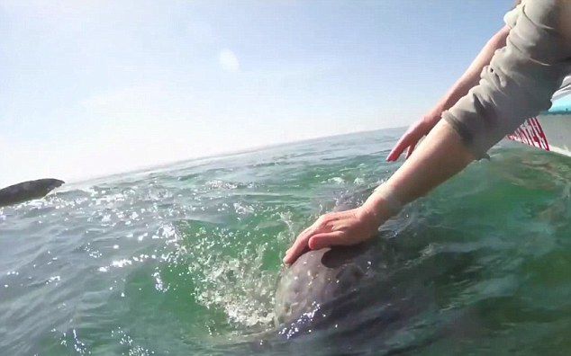 墨西哥海域灰鲸母子亲近游船任游客抚摸