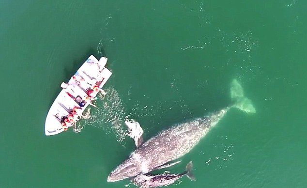 墨西哥海域灰鲸母子亲近游船任游客抚摸