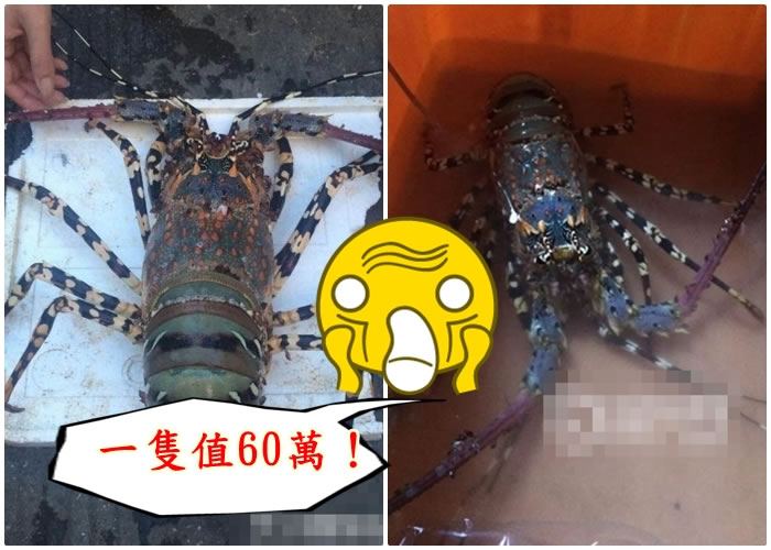 有指该只虾龙虾值60万元