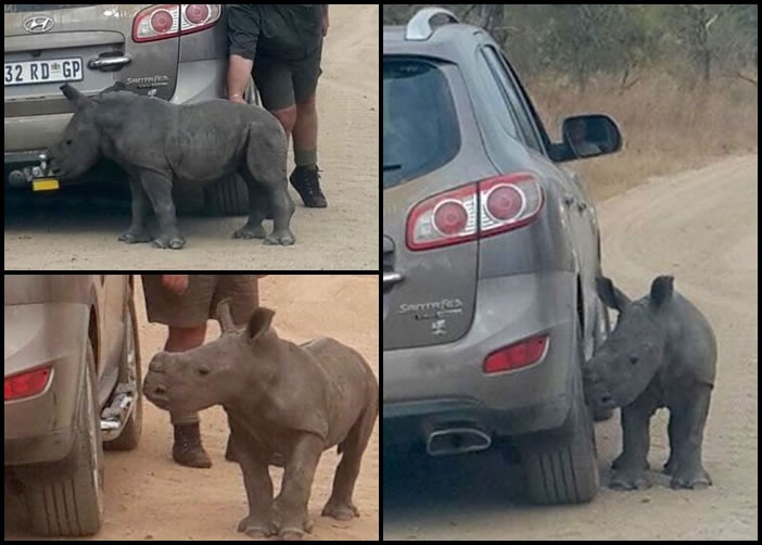 痛失妈妈的唐尼,将汽车误当父母跟随。
