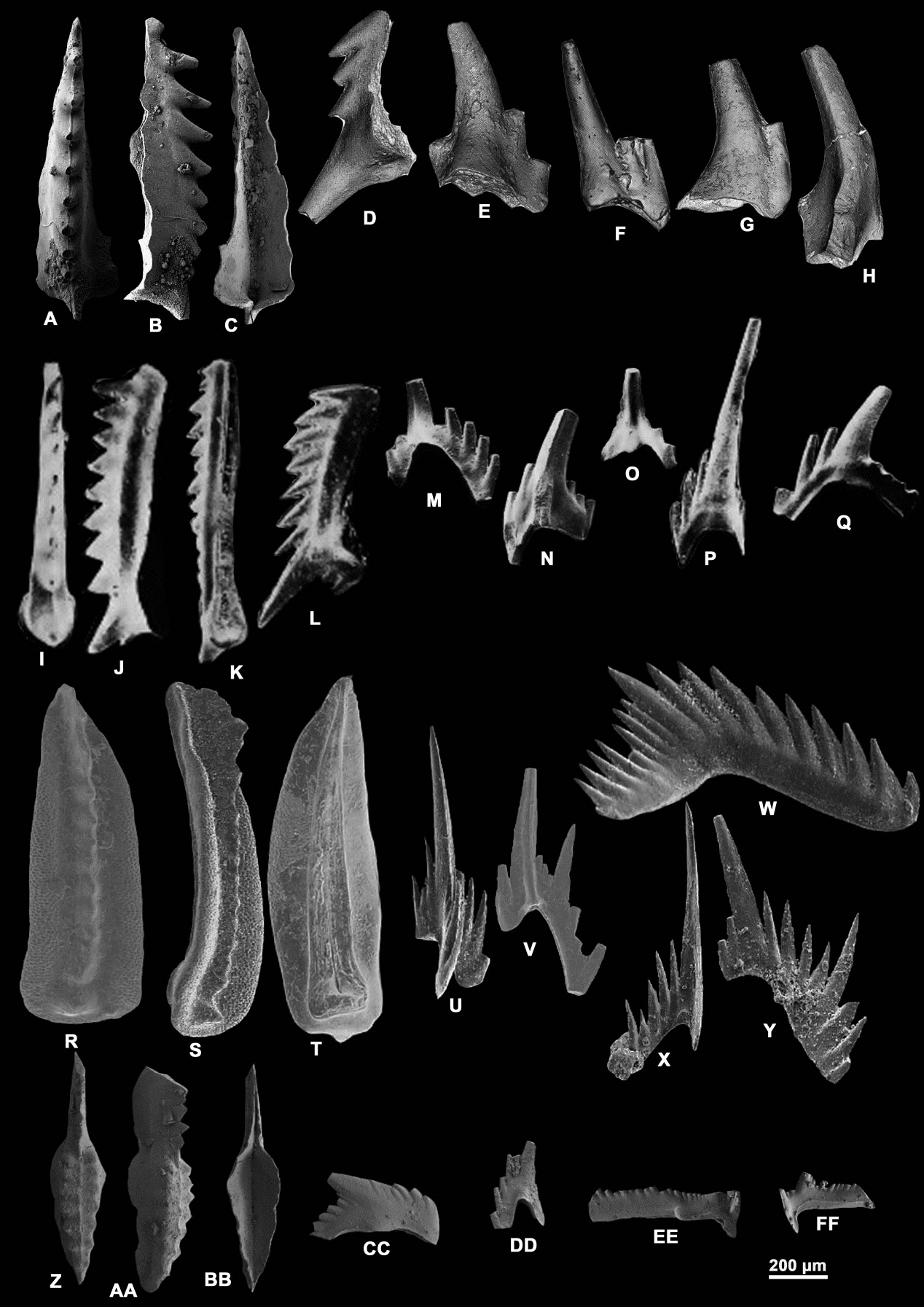 Vjalovognathus�� Gondolella, Mesogondolella �� Sweetognathus ��������ٶԱ�