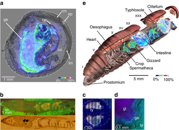 蚯蚓能“小心”躲开植物防御系统
