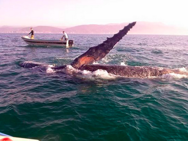 男子在出海时,遇见一只受困的鲸鱼。