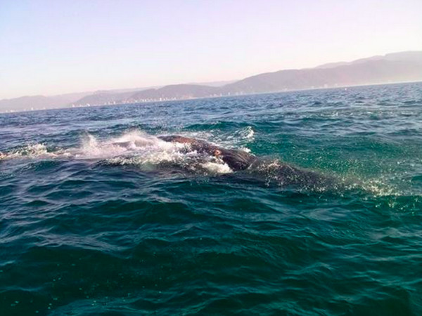 解救鲸鱼脱困后,它竟然在海面上不断跳跃,仿佛在答谢:「谢谢你让我恢复自由!」