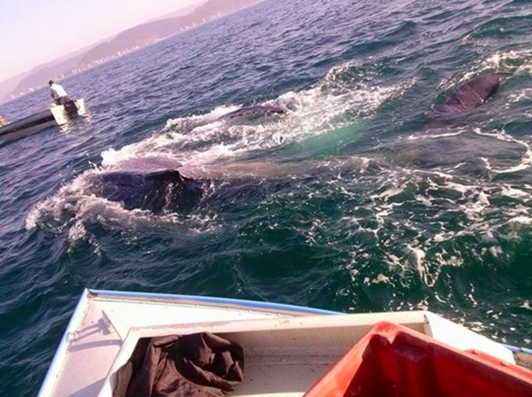 解救鲸鱼脱困后,它竟然在海面上不断跳跃,仿佛在答谢:「谢谢你让我恢复自由!」