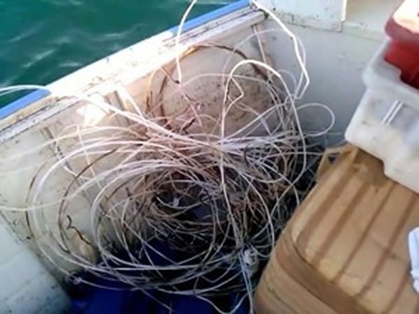 纠缠住鲸鱼的线