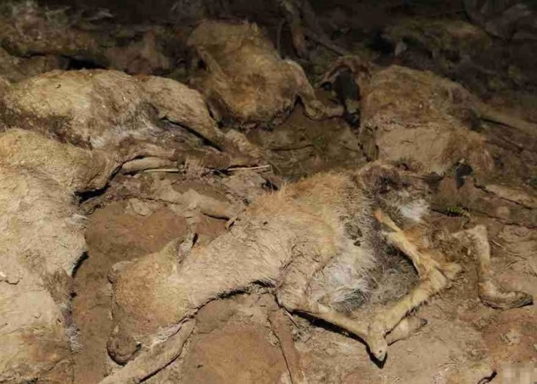 大量普氏原羚幼羚被发现死亡,当局称此为“近年发生的最大一宗幼羚死亡事件”。