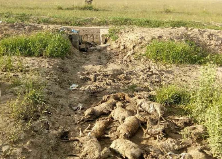 死亡的普氏原羚幼羚伏尸在水渠旁边及渠内