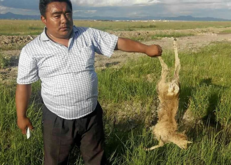 志愿者检起死亡的普氏原羚幼羚尸体