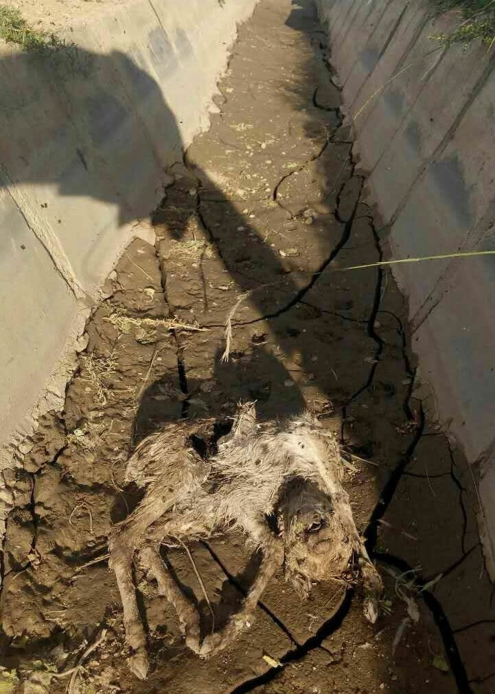 普氏原羚幼羚伏尸在水渠内