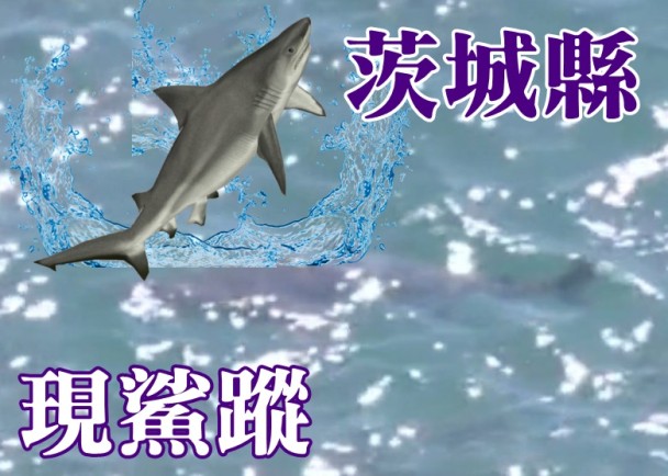 日本茨城县外海近日出现鲨鱼 或是大型铅灰真鲨(高鳍白眼鲛)