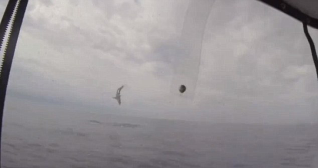 美国两名男子在海钓时遭遇一条巨型灰鲭鲨的“死亡威胁”