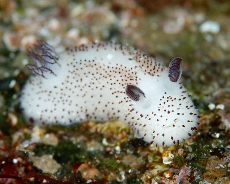 可爱“海中小白兔”——碎毛盘海蛞蝓(Jorunna parva)