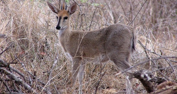 ���޵Ĳ��鶯�������