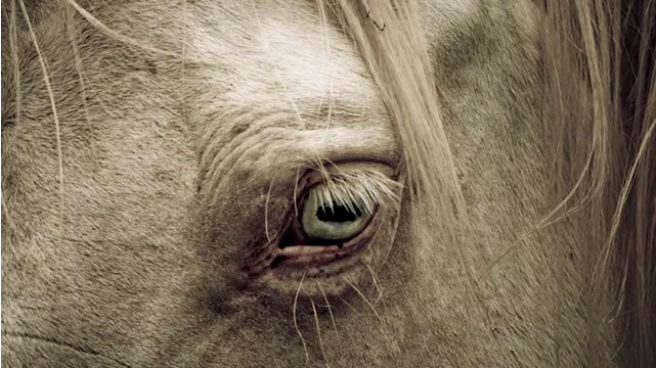 捕食者还是被捕食者 看眼睛就知道