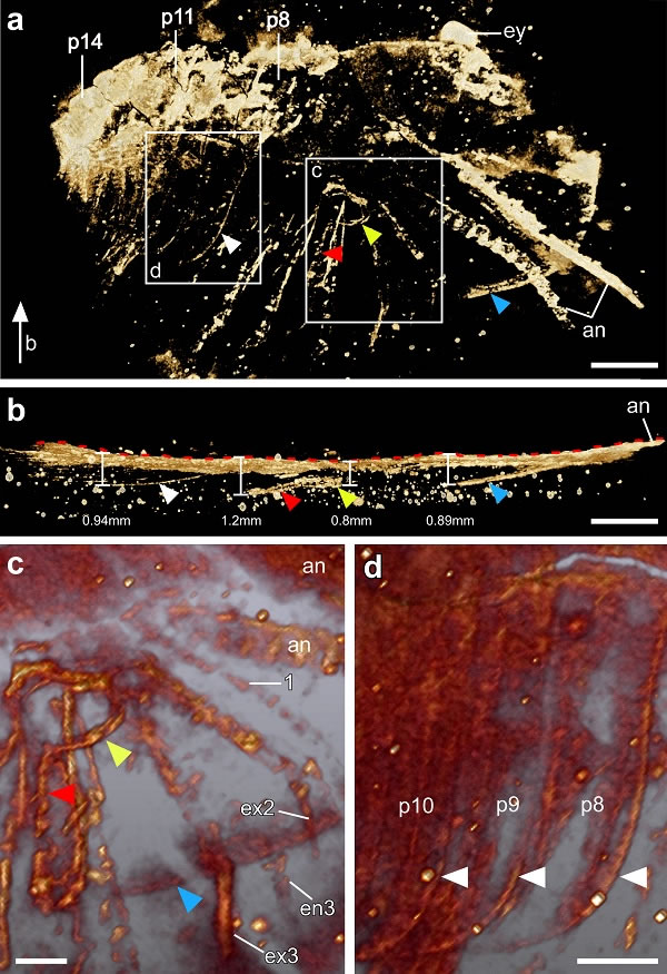 微型CT成像结果。(a)动物身体前部,(b)侧视,(c)眼孔及细缝放大,(d)侧肋放大。