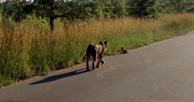 �Ϸǿ�³����ҹ�԰ĸʨΪ���������̻�����ʨ