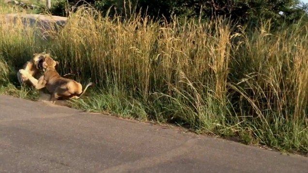 �Ϸǿ�³����ҹ�԰ĸʨΪ���������̻�����ʨ