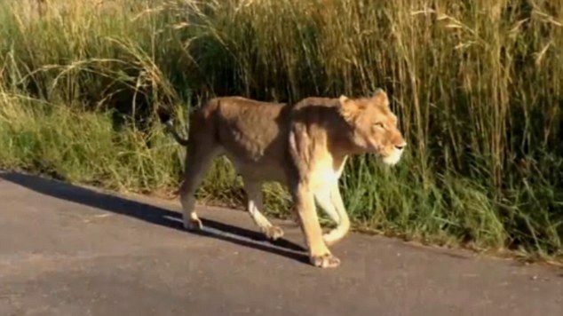 �Ϸǿ�³����ҹ�԰ĸʨΪ���������̻�����ʨ