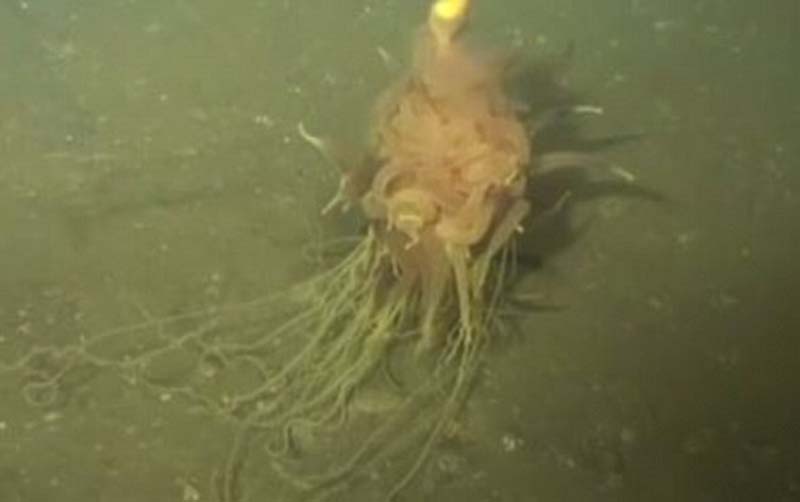 这种管水母目生物是英国石油公司(BP)的石油钻机在大西洋深海中发现的。