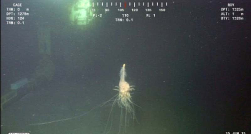 管水母目生物的家族很大,包括珊瑚和水母,它们不属于单体生物,实际上是由成千上万的生物组合而成。