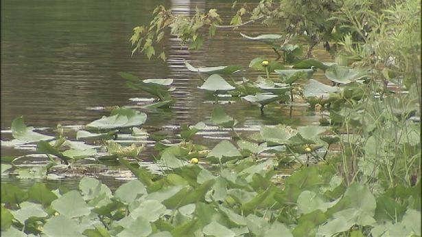 肇事河区有鳄鱼栖息