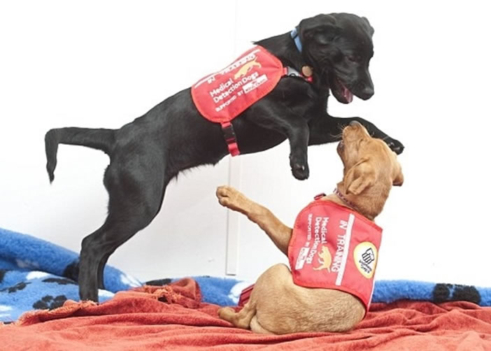 “医疗侦测犬”的品种不同