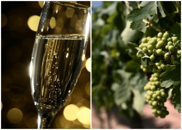 Cava�ս�Ϊ�����ͣ����������վ�����