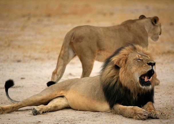 ��ָ��Ͳ�Τ�ѽ����������˿��ڹ��ҹ�԰������ʨ�ӡ�