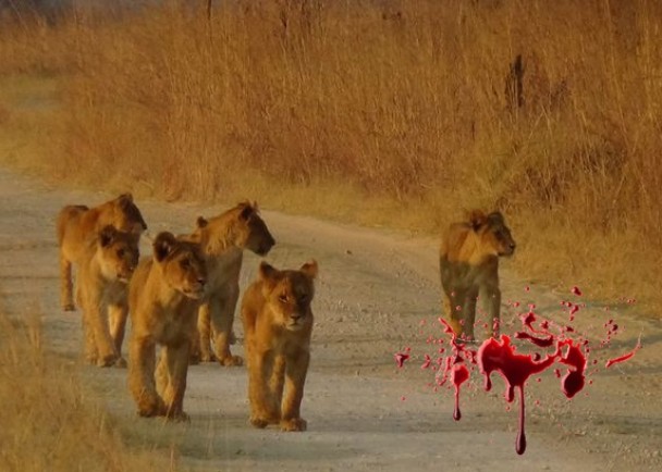 ����������һͷ�Ź²ұ�ɱ��