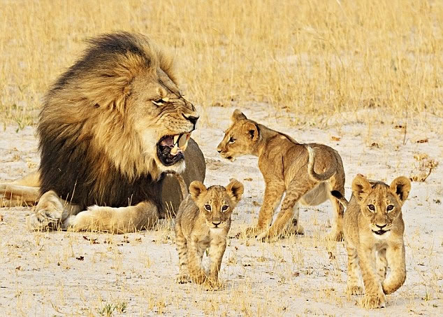 �����������������Ź�ʧȥ����