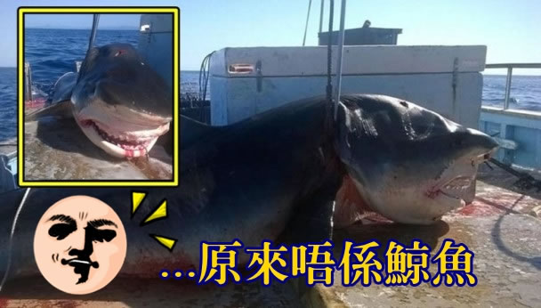 巨无霸虎鲨据指在新南威尔士省对开捕获