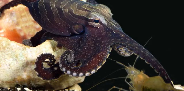 这些章鱼不吃异性伴侣