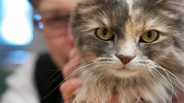 垂直狭缝瞳孔的物种更可能是伏击式捕食者